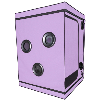 Scandale - Purple