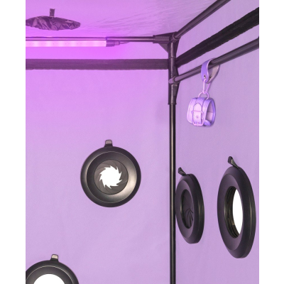 Scandale - Purple