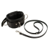 Leather Collar & Leash